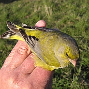 European Greenfinch